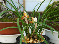 鉢植え