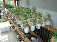 きちんと並ぶ鉢植え